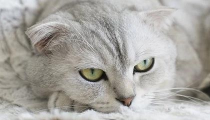 《暗黑破坏神4》第11赛季：高塔与排行榜将于1月12日上线